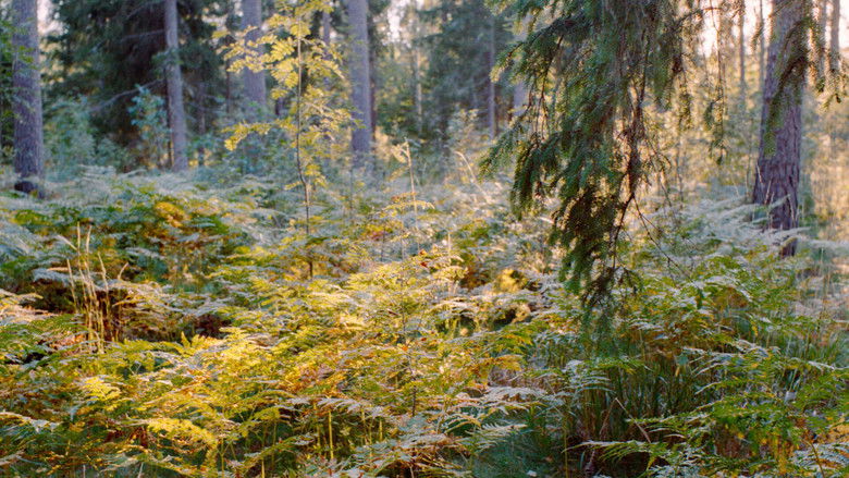 кадр из фильма Ära ole uhke