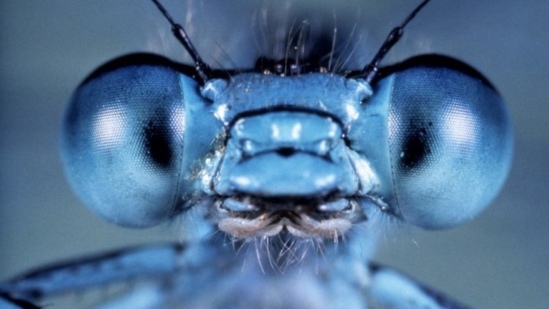 кадр из фильма Микрокосмос