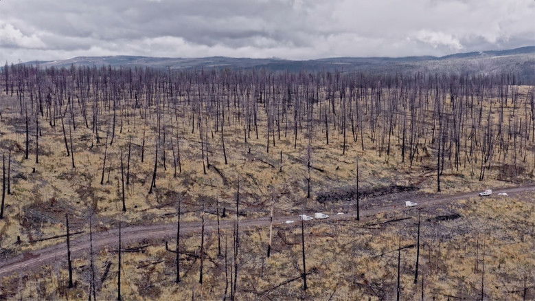 кадр из фильма Planted in 2020