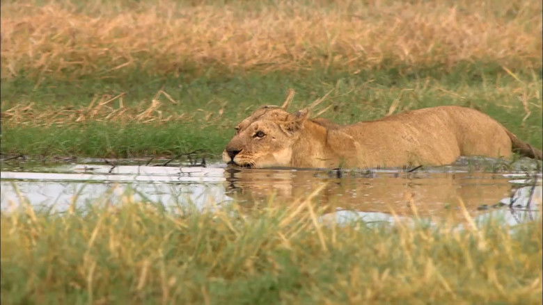 кадр из фильма Swamp Lions