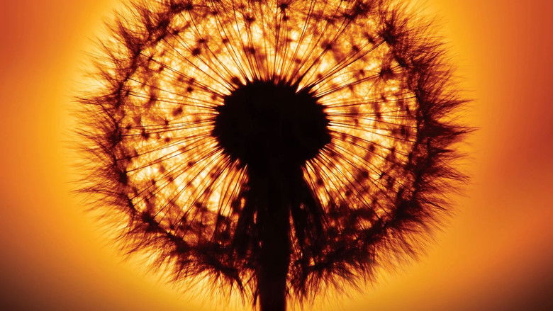 кадр из фильма Am Anfang war das Licht