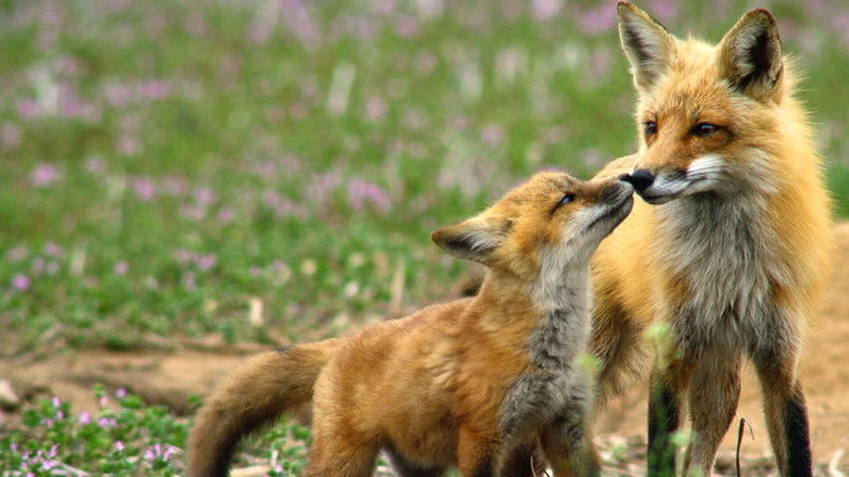 кадр из фильма Incredible Animal Moments