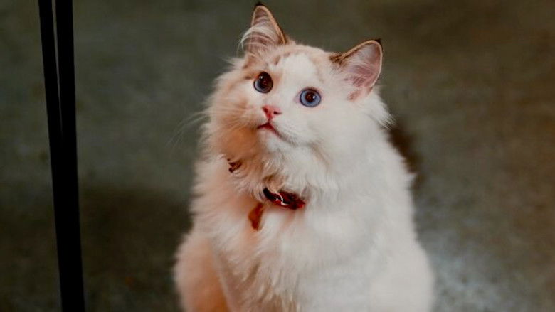 кадр из фильма Christmas at the Catnip Cafe