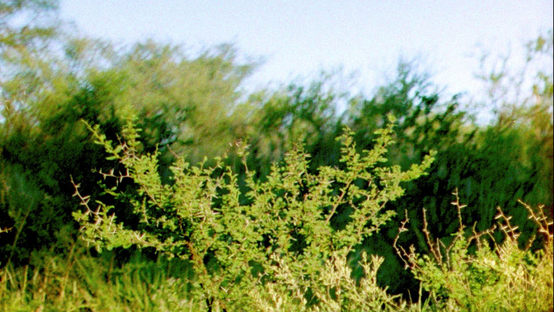 кадр из фильма Ceniza Verde