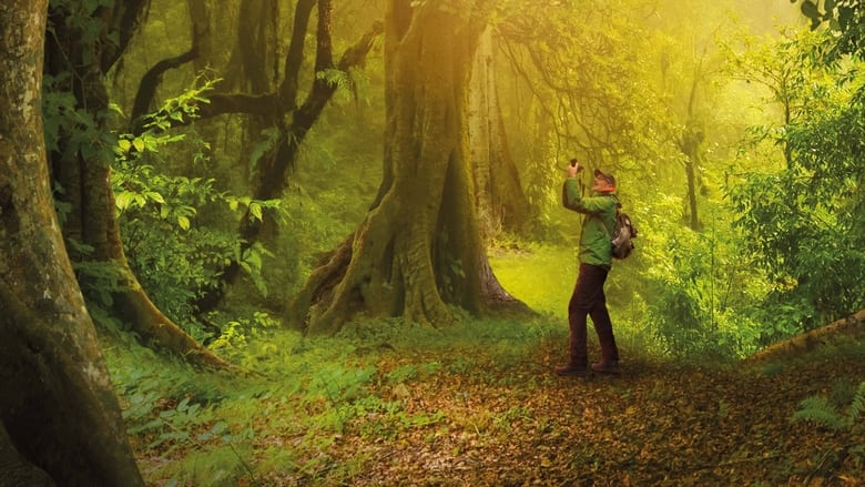 кадр из фильма Das geheime Leben der Bäume