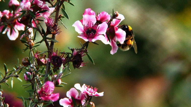 кадр из фильма A Nossa Necessidade de Consolo