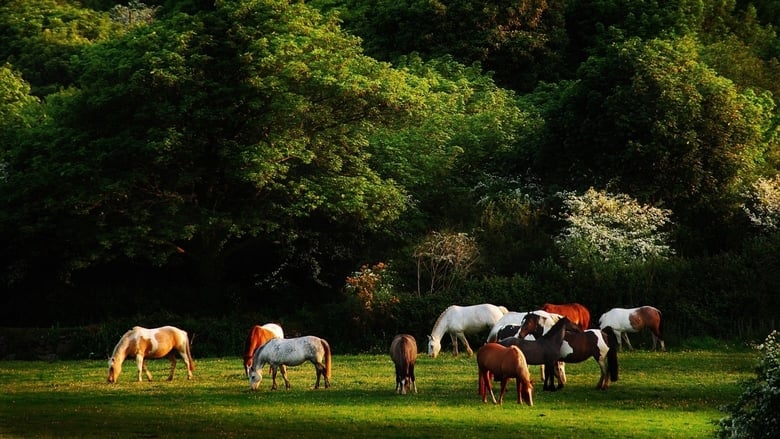 кадр из фильма Voleurs de chevaux