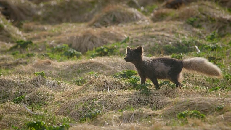 кадр из фильма The Arctic Fox: Still Surviving