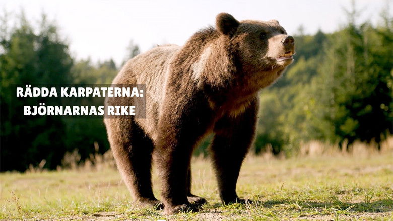 Au cœur des Carpates : Le Royaume de l'ours