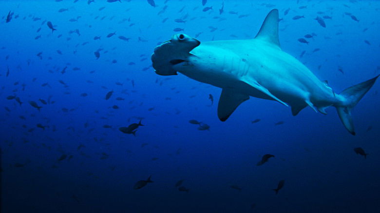 кадр из фильма Акулы И Луна. Удивительная Связь