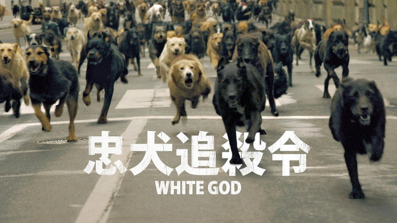 кадр из фильма Белый Бог