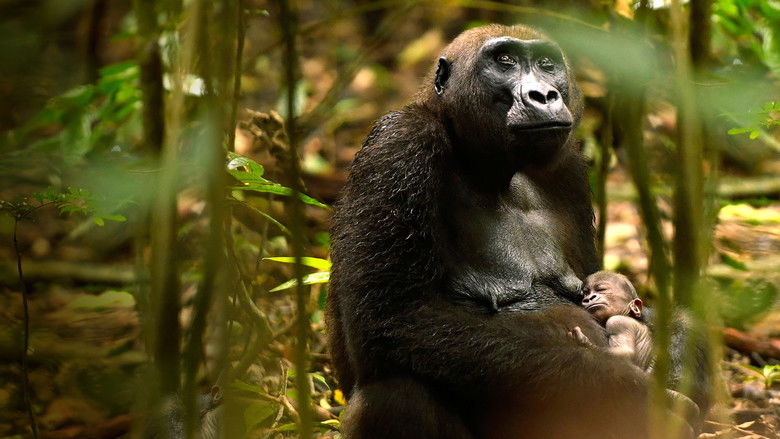 кадр из фильма Gorillas Close Up