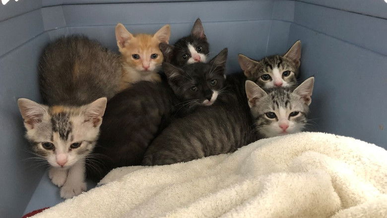 кадр из фильма Crazy Cat Lady