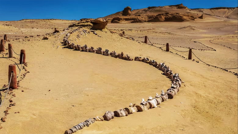 кадр из фильма Egypt's Secret Valley of the Whales