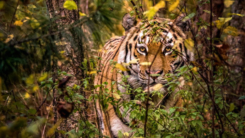 кадр из фильма Дикие тигры России