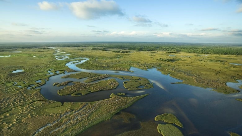 кадр из фильма National Parks Exploration Series: The Everglades