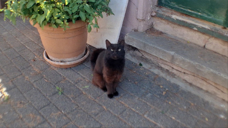 кадр из фильма büyükada