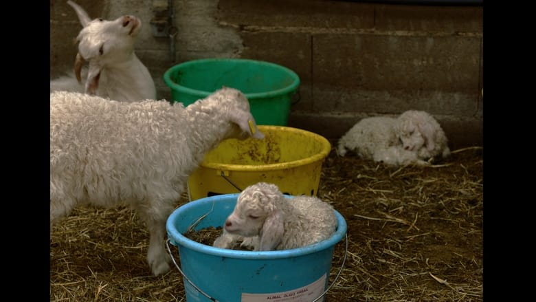 кадр из фильма Les enfants ne naissent pas dans les choux