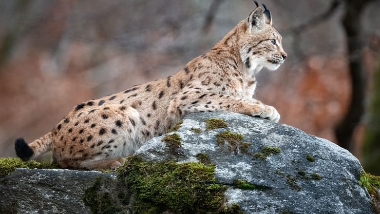 Sur la piste du lynx