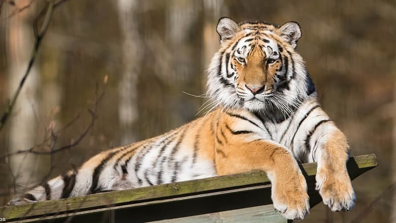 Tigre de Sibérie, seigneur sans frontières