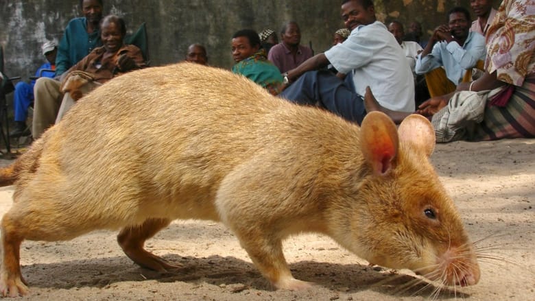 кадр из фильма Detecting Danger: Africa's Giant Rats