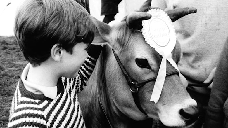 кадр из фильма Calamity the Cow