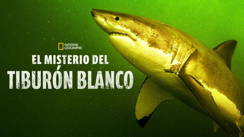 кадр из фильма Возвращение белой акулы