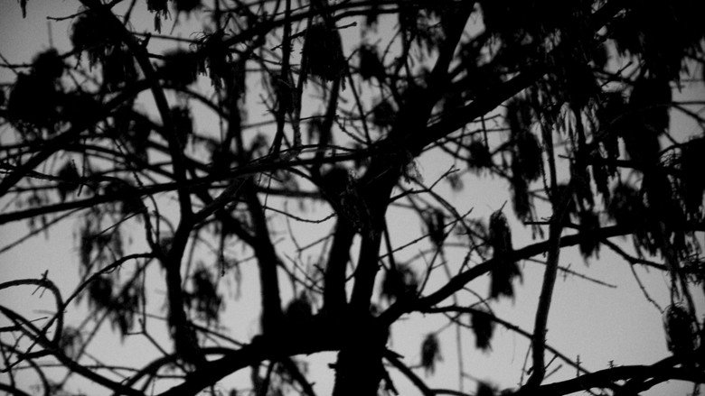 кадр из фильма Trilogía de la Luz