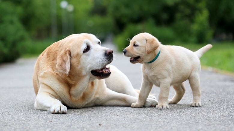 кадр из фильма National Geographic Explorer: Science of Dogs