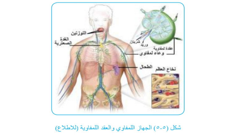 кадр из фильма علم الأحياء: الإنسان وصحته
