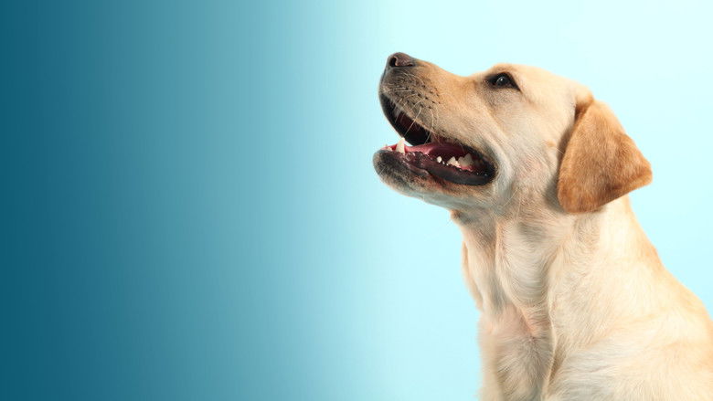 кадр из фильма How Dogs Got Their Shapes