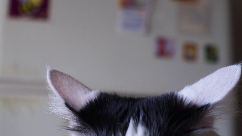 кадр из фильма Celina y Chichi