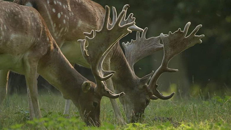кадр из фильма Ostseeparadies Rügen