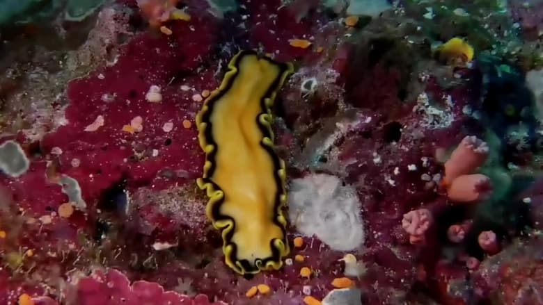 кадр из фильма Coral Sea Dreaming: Awaken