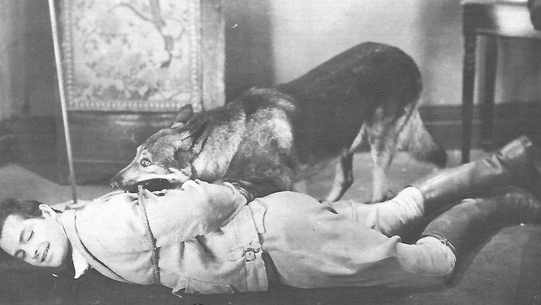 кадр из фильма The Adventures of Rex and Rinty