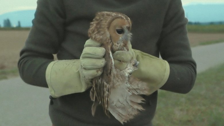 кадр из фильма Птичий остров