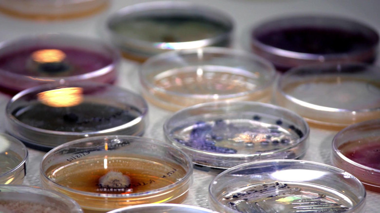 кадр из фильма Тайное царство: Грибы, определившие наш мир