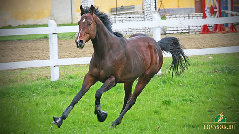 кадр из фильма Overdose - Vágta egy álomért