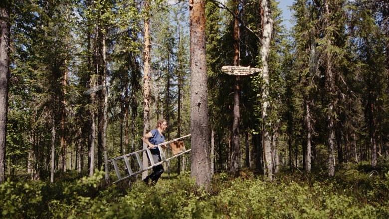 Harju auringossa