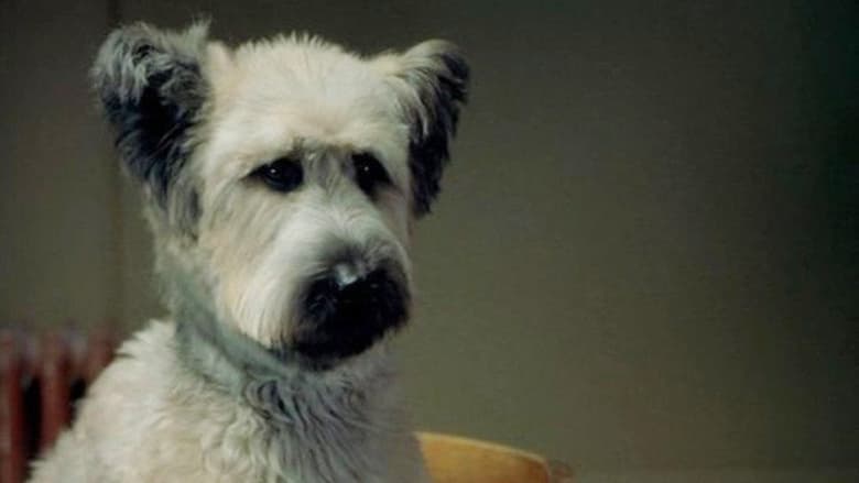 кадр из фильма Пес – каратист