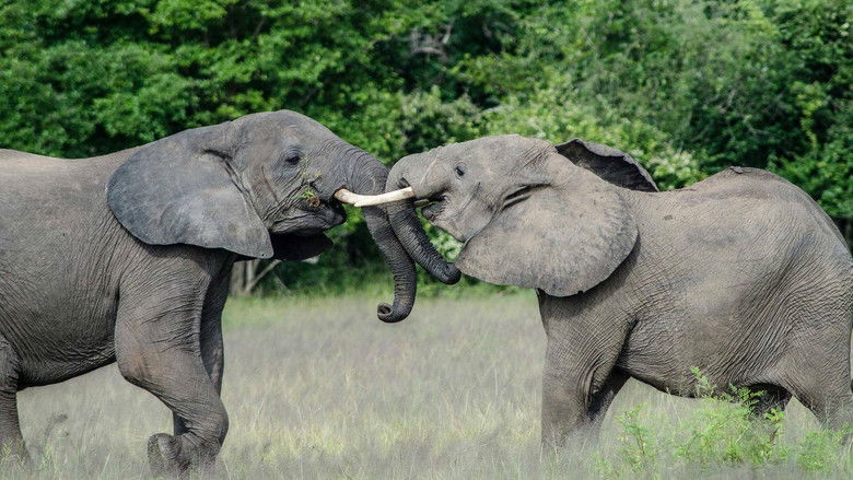 кадр из фильма Africa's River Titans