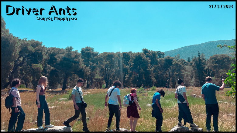 Driver Ants