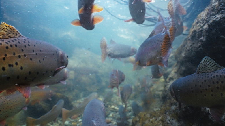 кадр из фильма The American Southwest