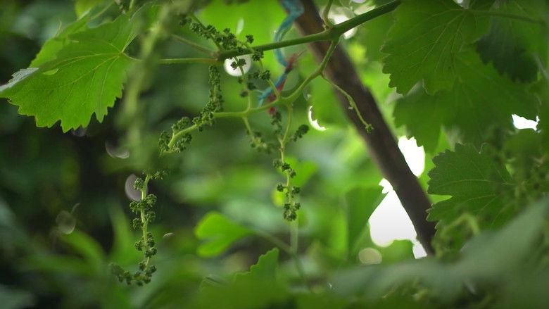 кадр из фильма La casa, el lago y el trigo