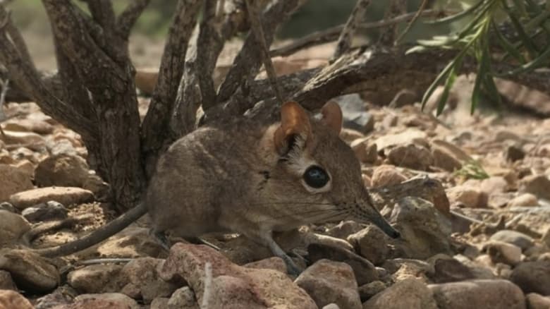 кадр из фильма Kobolde des Küstenwaldes - Die Rüsselhündchen von Arabuko