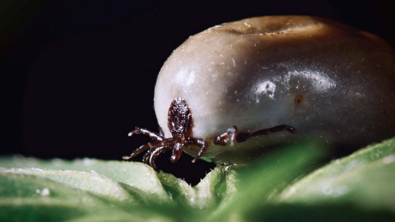 кадр из фильма La pègre animale: la vie secrète des parasites