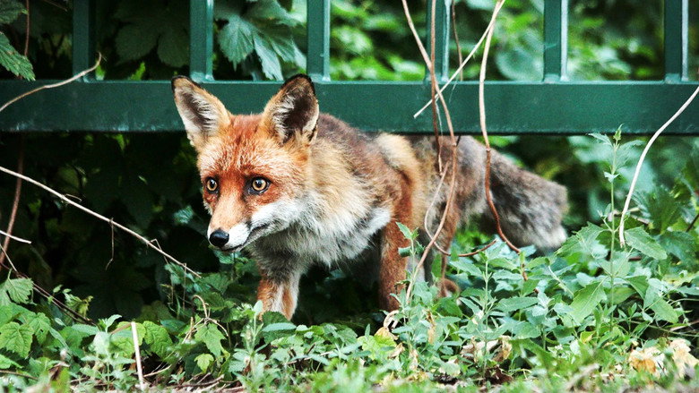 кадр из фильма Berlin ganz wild