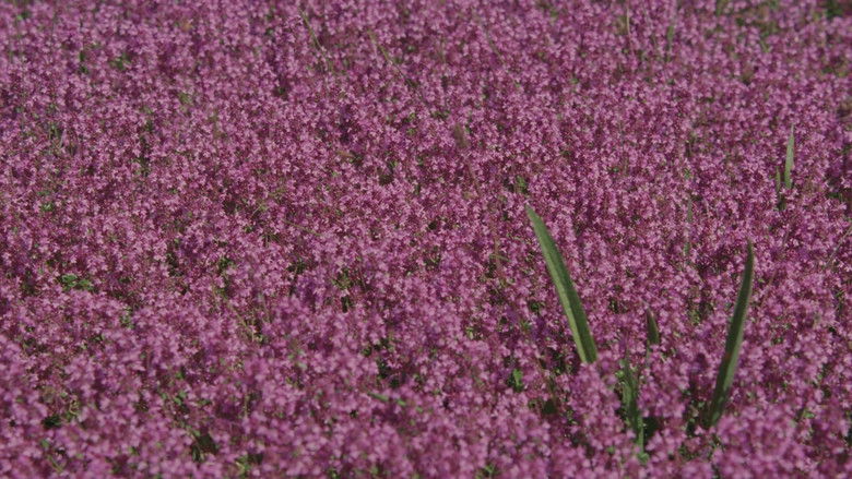 кадр из фильма Штурмуя Вудсток