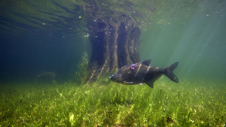 кадр из фильма Nederland onder water