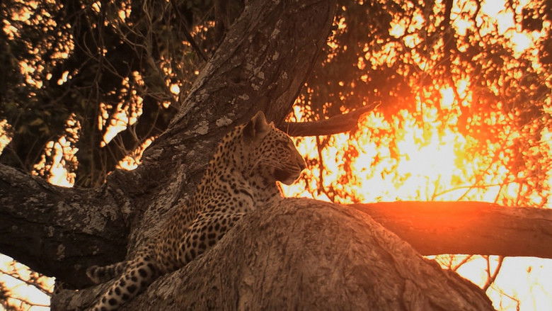 кадр из фильма Big Cat Odyssey